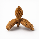 Wabenfrucht ca. 10 cm Magnolia ovata Terrariumdeko Reptilien Naturdeko Basteln