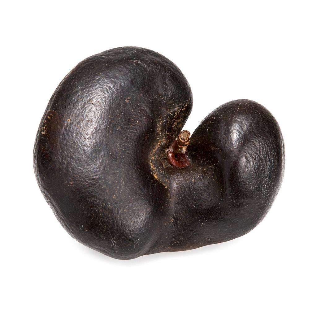 Affenohr-Schote 6-9 cm Enterolobium contortisiliquum Trockenfrucht Brasilien
