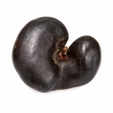 Affenohr-Schote 6-9 cm Enterolobium contortisiliquum Trockenfrucht Brasilien