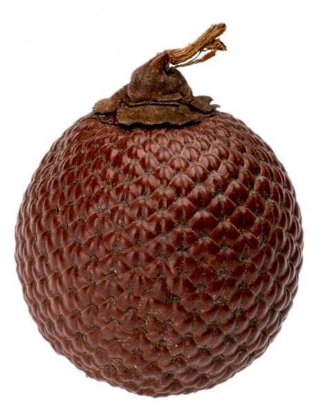 Buriti Frucht ca. 5 cm Mauritia flexuosa Laranja Nuss Palmenfrucht exotisch Deko