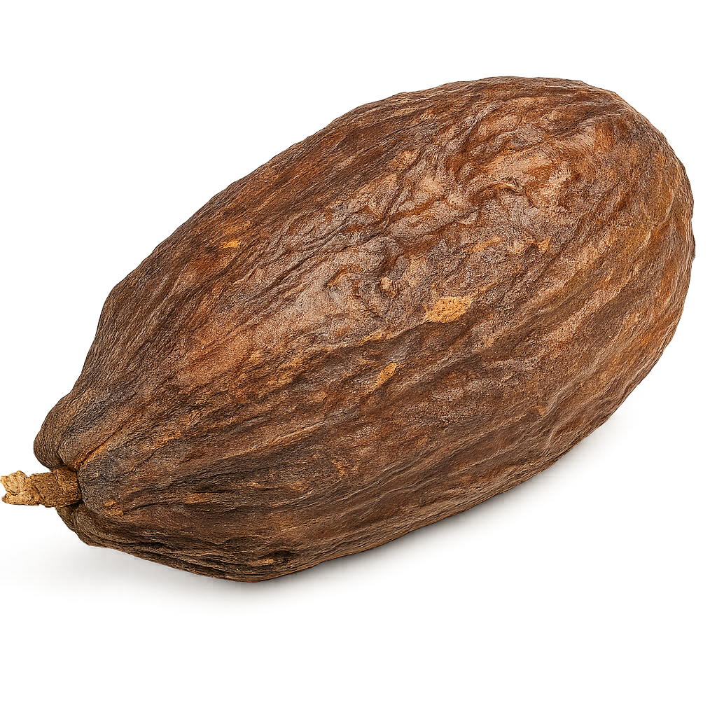 Kakaoschote getrocknet 10-15 cm echte Kakaofrucht ohne Bohnen Schule Deko Natur