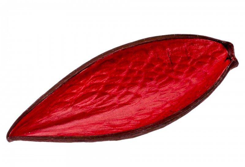 Canoinha rot 10-15 cm Funtumia elastica Dauschote gefärbt Trockendeko Advent