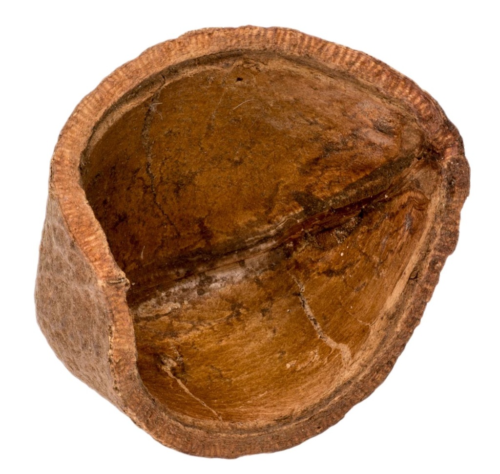 Casa Tingui Samenschale 5-10 cm Magonia pubescens Brasilien Terrarium Naturdeko