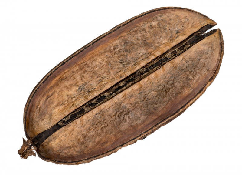 Para Para ca. 10-14cm | Jacaranda oxyphilla