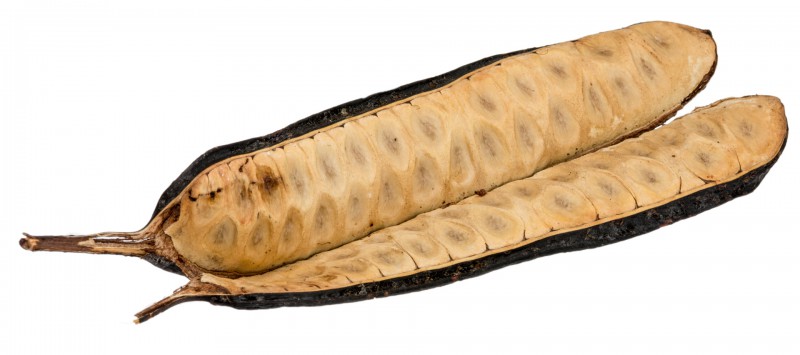 Bean Leitosa ca. 15cm | Parkia pendula
