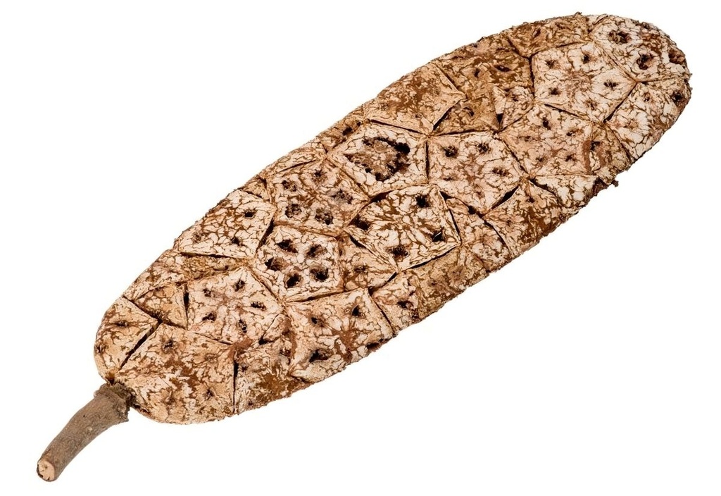 Korkfrucht flach, Länge ca. 20–30 cm, handgemacht aus Mahagoni Kernen