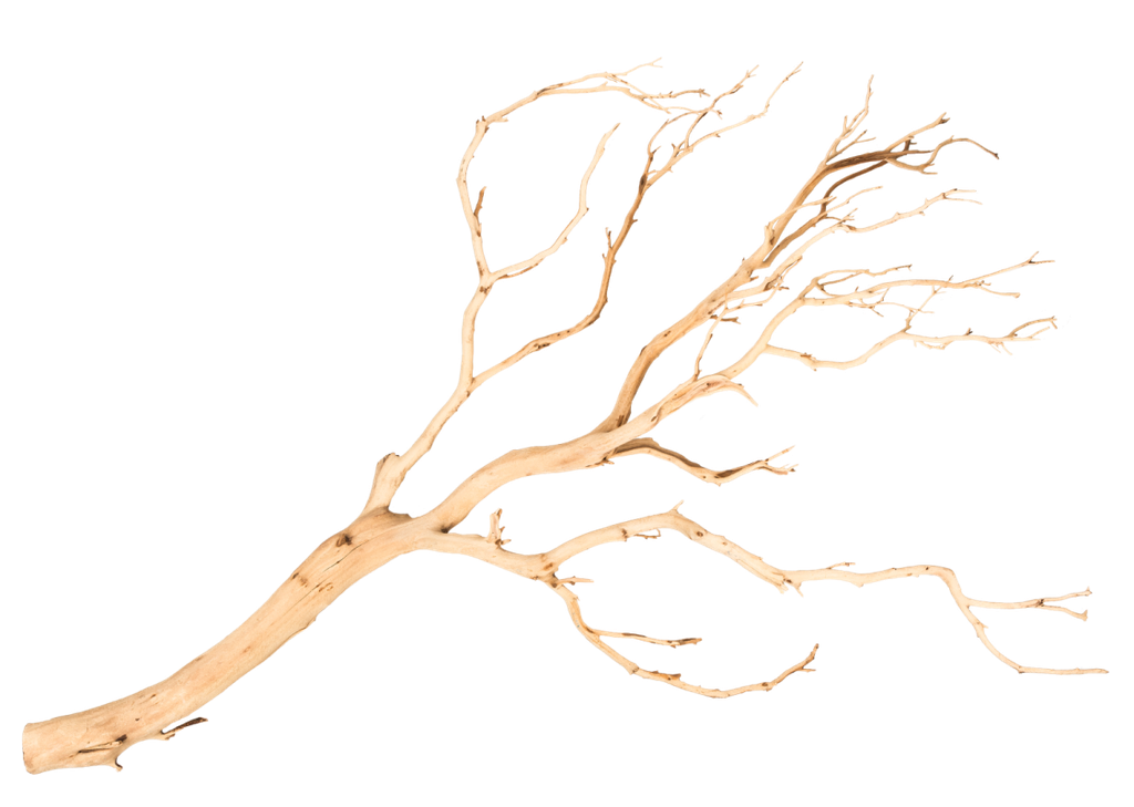 Manzanita Baum sandgestrahlt, Höhe ca. 120cm | Dekozweig