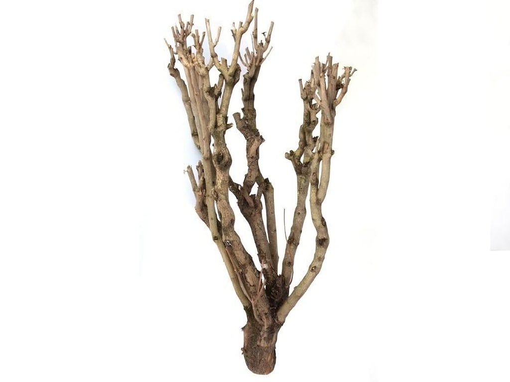 Flieder Holz groß, Länge ca. 80cm | Dekoholz
