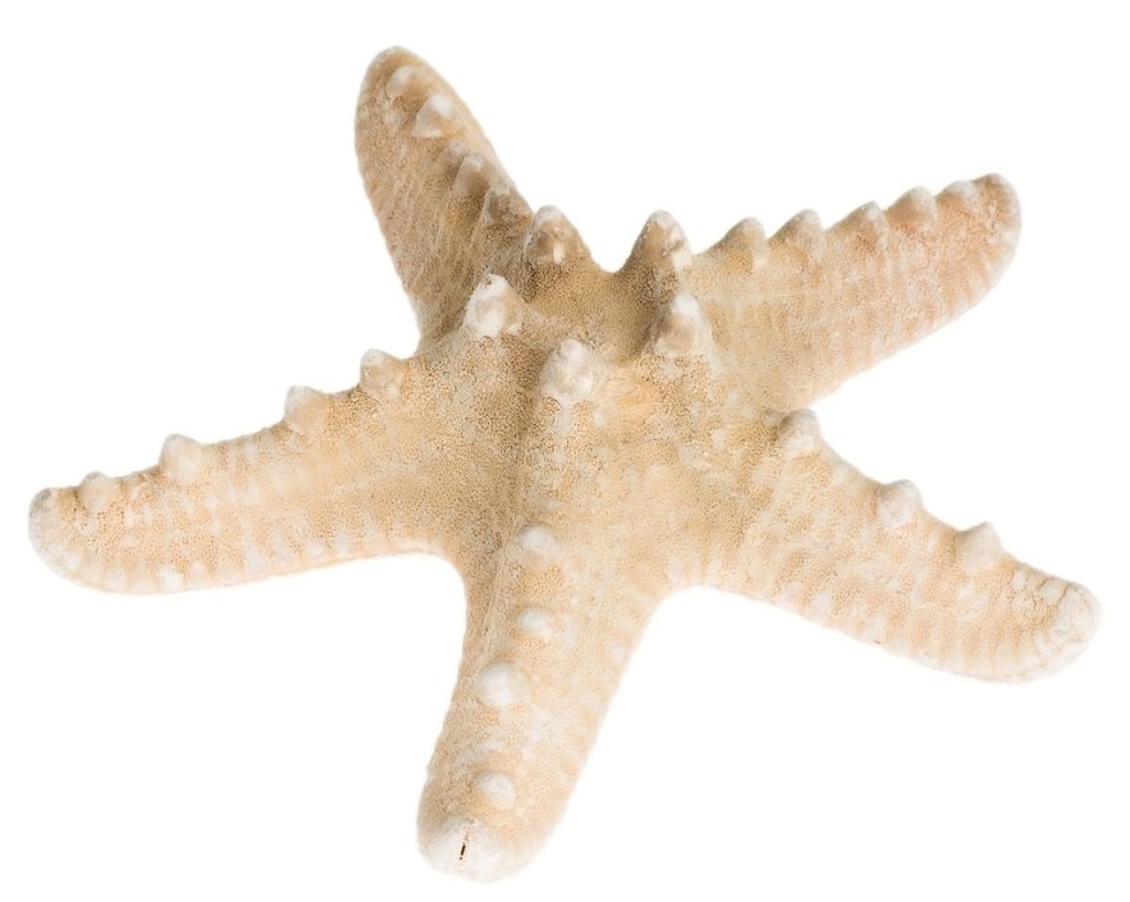 Protoreaster nodosus 5-7 cm Noppenseestern natur kleiner Seestern Streudeko Deko