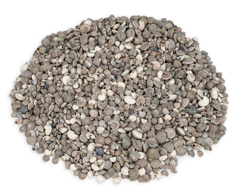Umbonium vestiarium 0,5 kg 0,5-1 cm ca. 1500 Stück winzige Schnecken Basteln