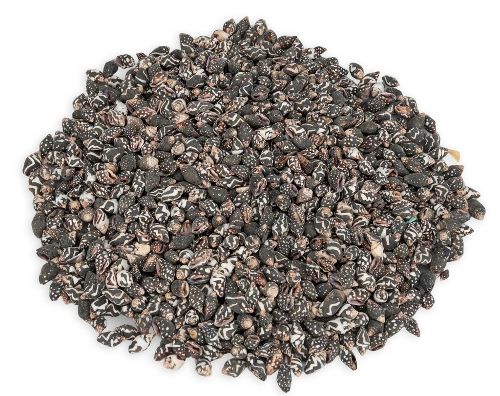 Nassa columbella 0,5 kg 1-1,8 cm ca. 900 Stück Schneckenhäuser Mosaik Streudeko