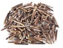 Phyllacanthus imperialis 0,5 kg Seeigelstacheln 4-8 cm Griffelseeigel Schmuck