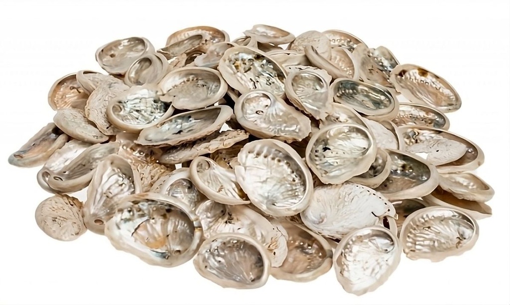 Haliotis midae klein 0,5 kg 5-8 cm Abalone Seeohr Perlmutt Schmuck Mosaik Deko