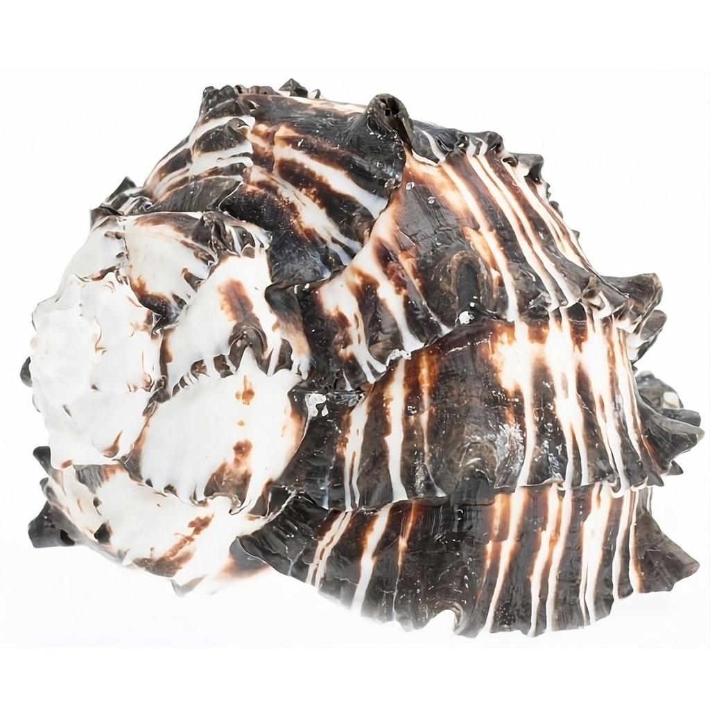 Muricanthus nigritus 10-12 cm Black Murex Stachelschnecke Schneckenhaus Deko