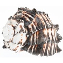 Muricanthus nigritus 10-12 cm Black Murex Stachelschnecke Schneckenhaus Deko