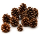 Tannenzapfen 1 kg ca. 50-70 Stk 5-6 cm Pinus nigra Kiefernzapfen Deko Natur