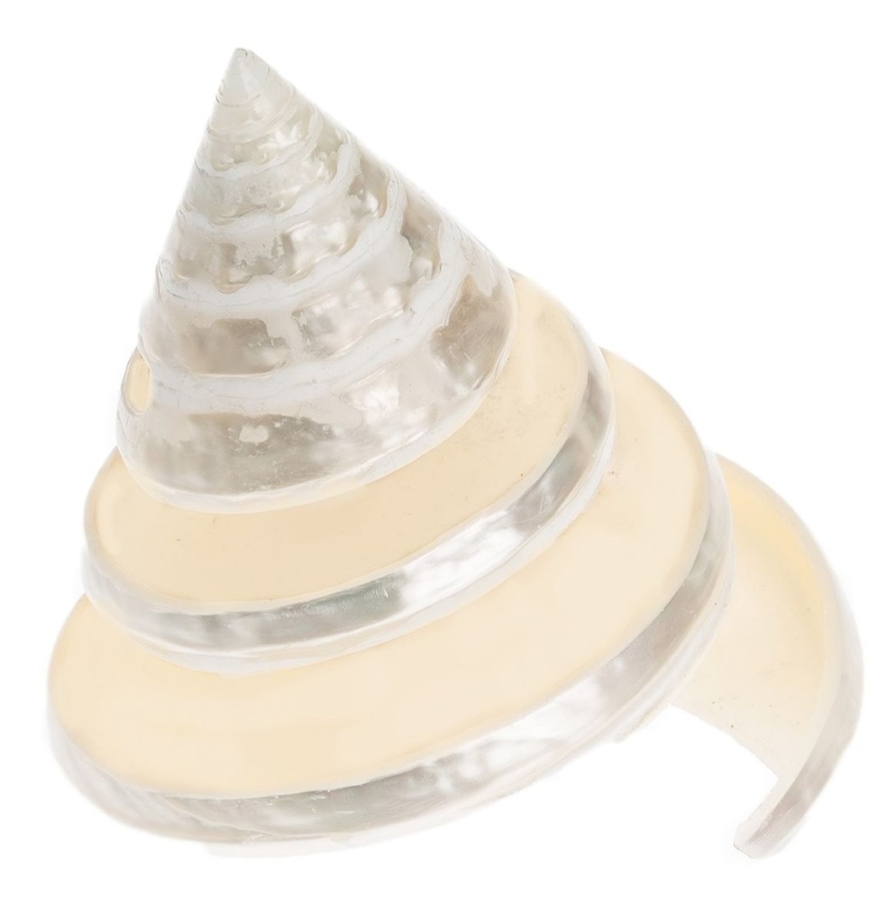 Trochus pyramis ca. 5 cm poliert Trochus Spirale Perlmutt Schneckenhaus Deko