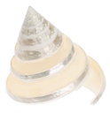 Trochus pyramis ca. 5 cm poliert Trochus Spirale Perlmutt Schneckenhaus Deko