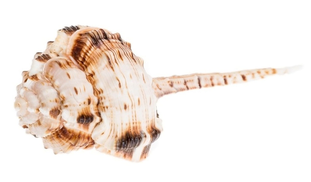 Murex haustellum 9-12 cm Schnepfenkopf Stachelschnecke Schneckenhaus maritim