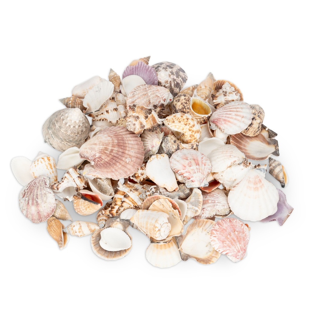 Muscheln und Schneckenhäuser 1 kg ca. 4-7 cm Muschelmix Basteln Deko Maritim