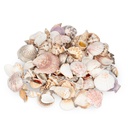 Muscheln und Schneckenhäuser 1 kg ca. 4-7 cm Muschelmix Basteln Deko Maritim
