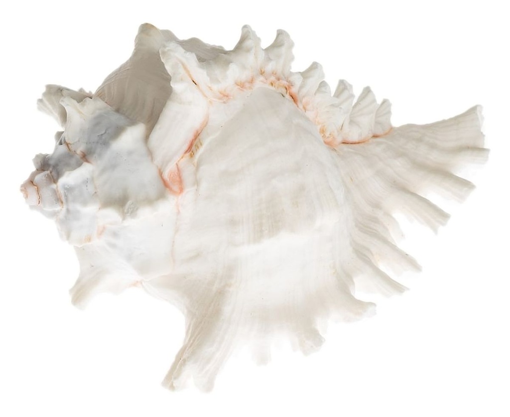 Murex ramosus 10-15 cm Riesenstachelschnecke Schneckenhaus maritim Deko Schale