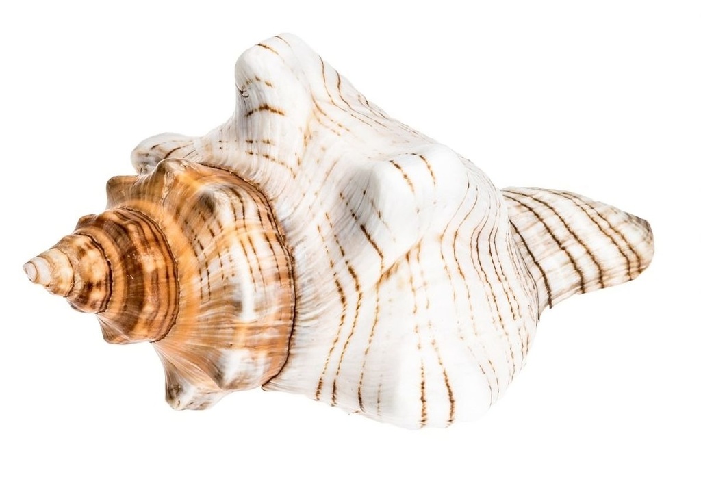 Fasciolaria trapezium ca. 10 cm Trapezschnecke Schneckenhaus maritim Deko Regal