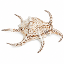 Lambis chiragra 15-18 cm Spinnenschnecke Schneckenhaus groß maritim Deko Vitrine