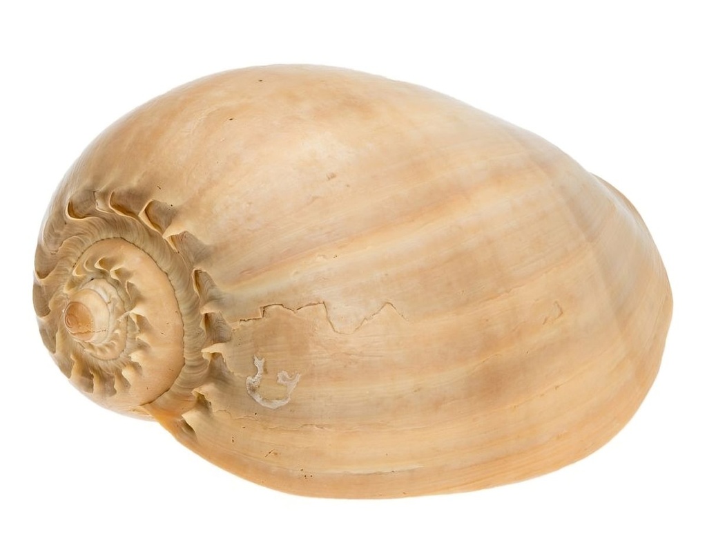 Melo diadema 15-18 cm Melonenschnecke große Deko Schnecke maritim Vitrine Regal