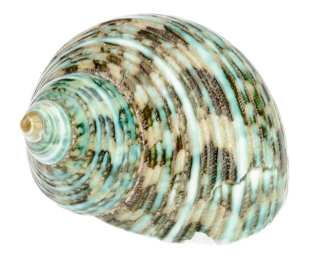 Turbo argyrostomus poliert ca. 5 cm Perlmutt Schneckenhaus Deko Einsiedlerkrebs