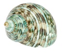 Turbo argyrostomus poliert ca. 5 cm Perlmutt Schneckenhaus Deko Einsiedlerkrebs