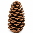 Kiefernzapfen einzeln 10-14 cm Pinus pinaster Tannenzapfen Deko Advent Basteln