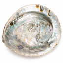Haliotis midae 14-17 cm Abalone Räucherschale Perlmutt Seeohr Muschel Südafrika