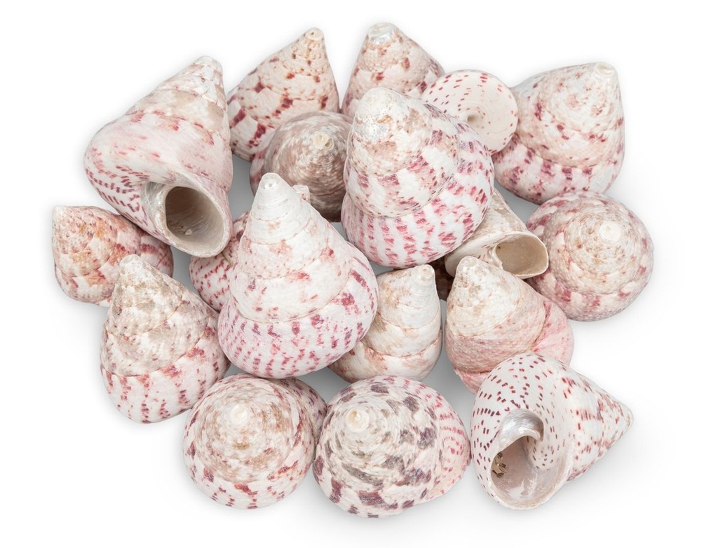 Trochus maculatus rot 0,5 kg 3-6 cm Kreiselschnecke Schneckenhäuser Deko maritim