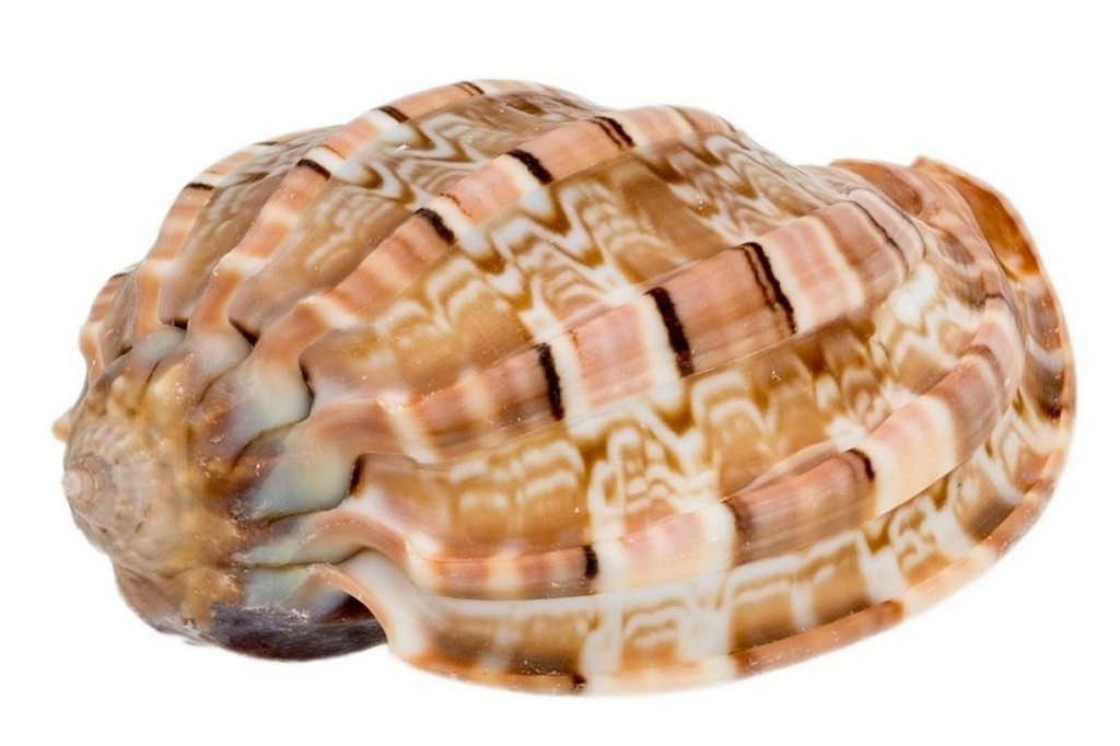 Harpa articularis ca. 5 cm Harfenschnecke Schneckenhaus maritim Deko Sammler