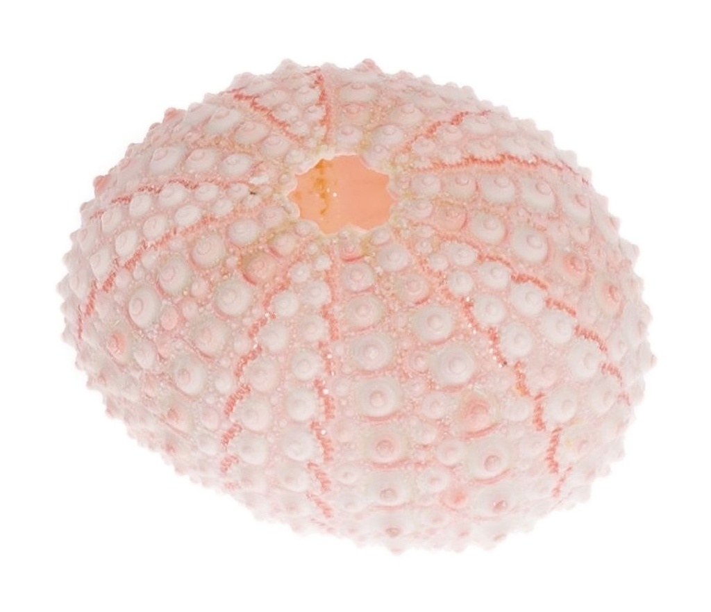 Echinometra mathaei ca. 4 cm Seeigelgehäuse rosa maritim Deko Tillandsien Schale