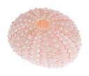 Echinometra mathaei ca. 4 cm Seeigelgehäuse rosa maritim Deko Tillandsien Schale