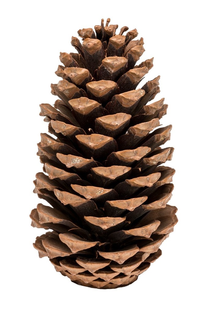 Kiefernzapfen einzeln 14-18 cm Pinus maritima große Tannenzapfen Deko Advent
