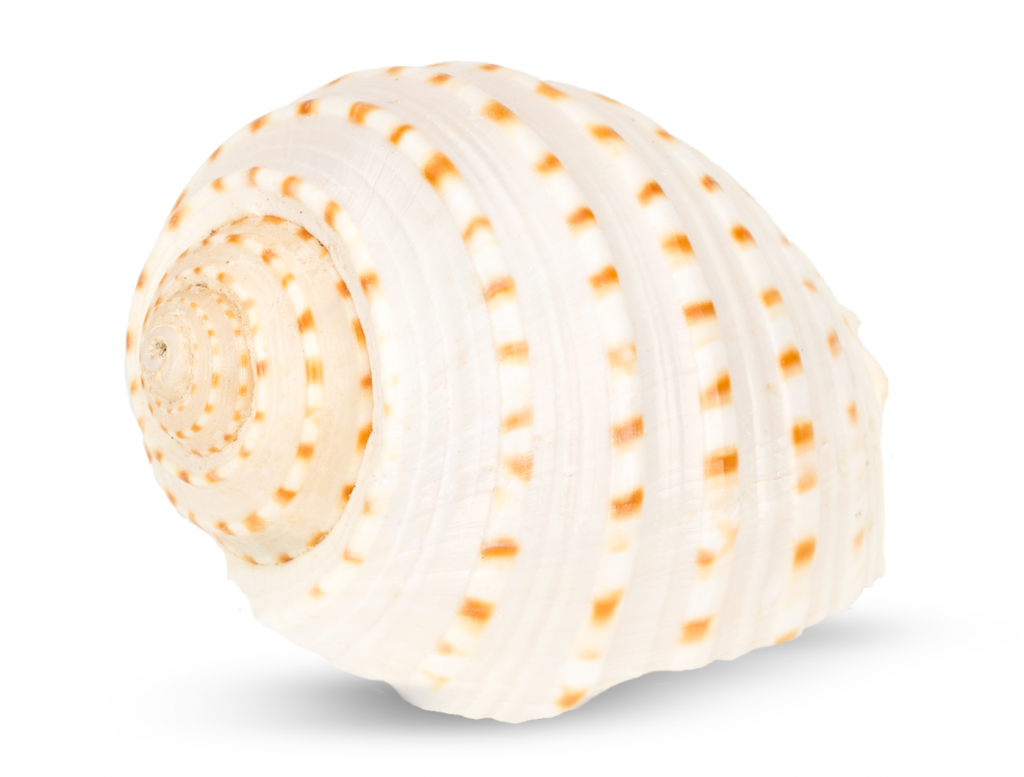 Tonna tessellata ca. 6 cm Fassschnecke gebändert Schneckenhaus maritim Deko