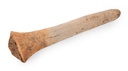 Grasbaum Wurzel in zwei Größen wählbar 30-60cm und 60-120cm, Durchmesser stärkste Stelle ca. 15-25cm | Xanthorrhoea