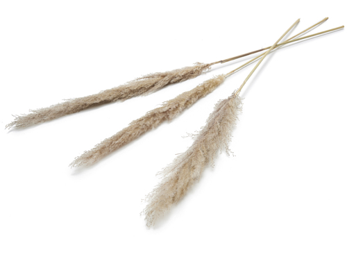 Pampasgras getrocknet ca. ±110cm 3 Stück in natur, beige und weiß Wählbar