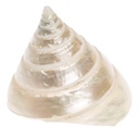 Trochus pyramis ca. 5 cm Troca Pearl Kreiselschnecke Perlmutt Deko Vitrine Regal