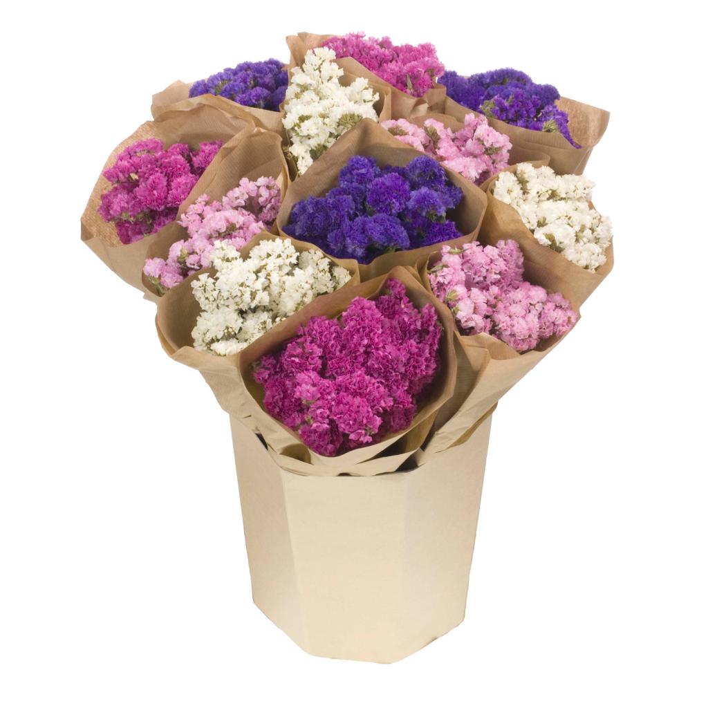 Statice sinuata getrocknet ca. 50-60cm in vielen Farben zur Auswahl | Limonium sinuatum