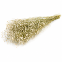 Schleierkraut getrocknet im Bund 50-60cm Gypsophila Trockenblumen 10 Farben