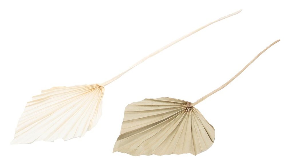 Palmenblatt "Speer", klein, 10 Stück,  ca. 30-40cm, Farbe wählbar | Palm Spear Mini
