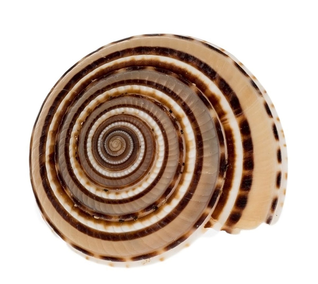 Architectonica perspectiva 2-3,5 cm Sonnenuhrschnecke Schneckenhaus maritim Deko