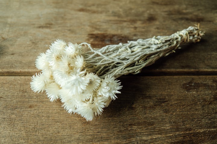 Cape Flower, getrocknet, im Bund, Länge ca. 30-40cm, Farbe frei wählbar | Trockenblumen