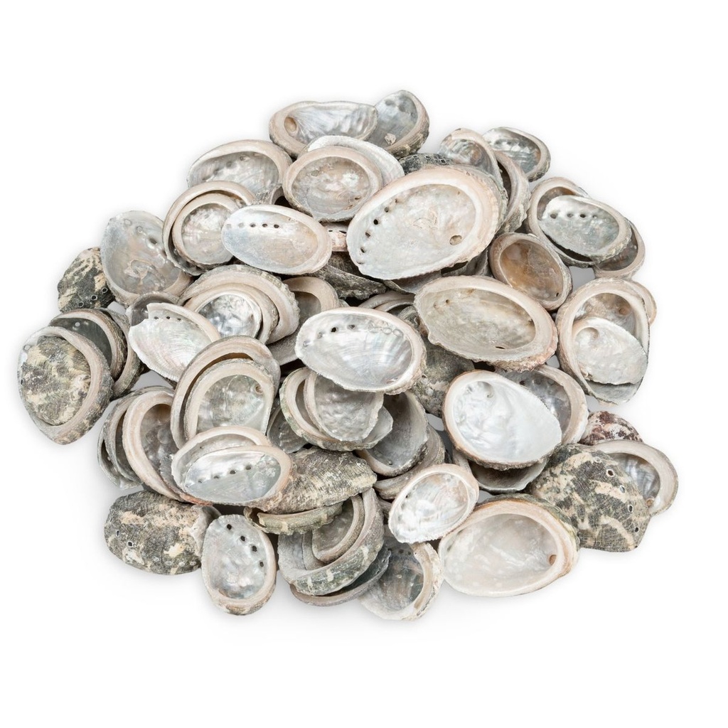 Abalone Muscheln 0,5 kg ca. 70-90 Stk 3-5 cm Perlmutt Seeohr Basteln Maritim