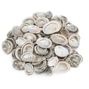 Abalone Muscheln 0,5 kg ca. 70-90 Stk 3-5 cm Perlmutt Seeohr Basteln Maritim