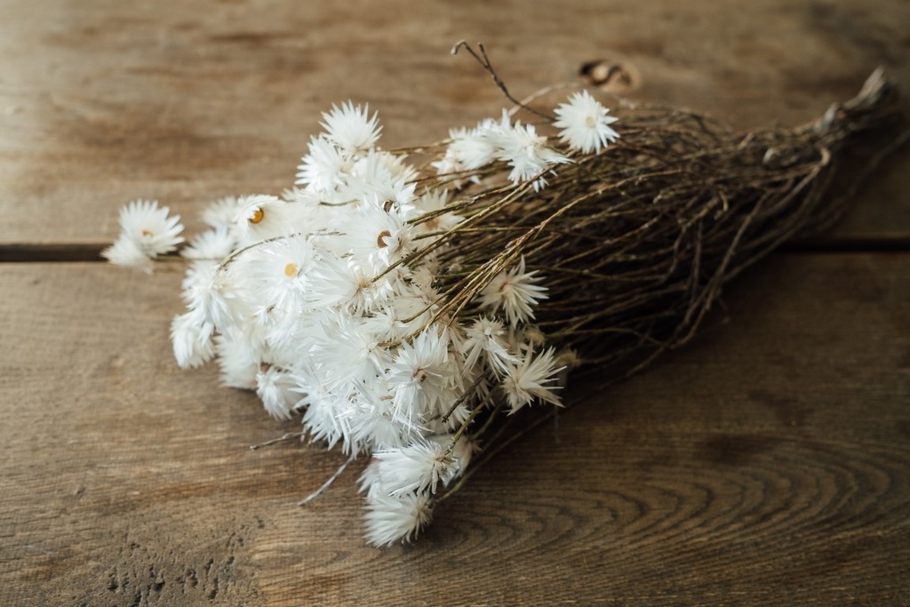 Kaap Flower in Natur, getrocknet, im Bund, Länge ca. 40-50cm, viele Farben wählbar